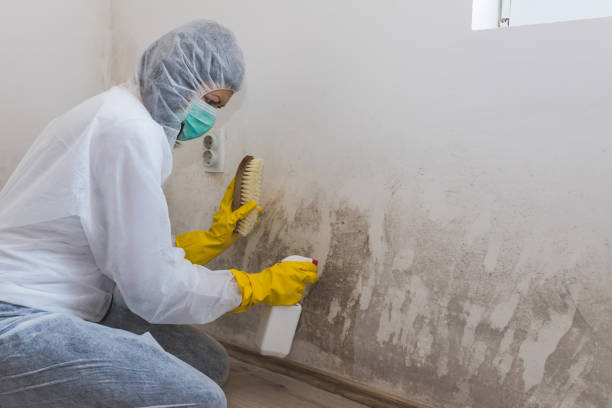 Asbestos and Lead Testing During Mold Inspection in Caddo Mills, TX