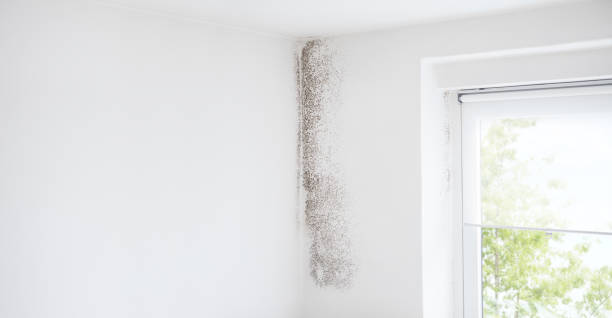 Trusted Caddo Mills, TX Mold Removal Experts