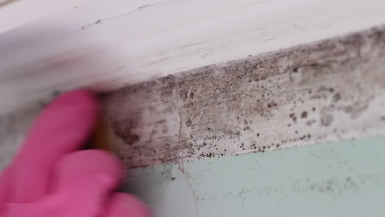 Best Basement Mold Removal  in Caddo Mills, TX